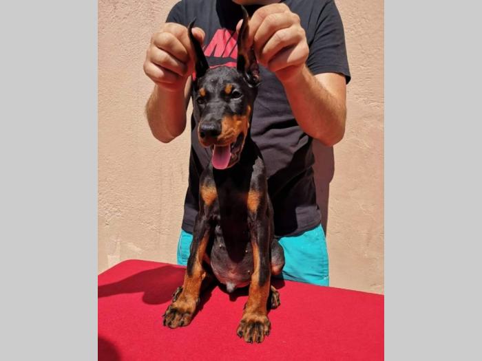 doberman štenci muški i ženski, crne boje na prodaju besplatni mali oglasi