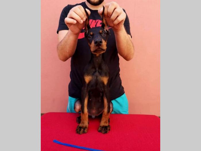 doberman štenci muški i ženski, crne boje na prodaju besplatni mali oglasi