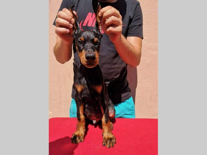 doberman štenci muški i ženski, crne boje na prodaju besplatni mali oglasi