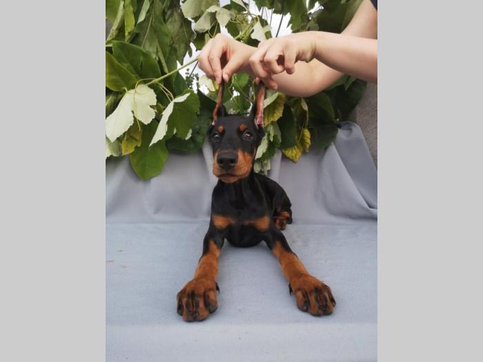 doberman štenci muški i ženski, crne boje na prodaju besplatni mali oglasi