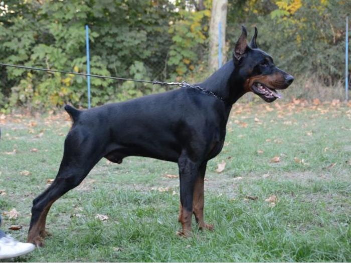 doberman štenci muški i ženski, crne boje na prodaju besplatni mali oglasi