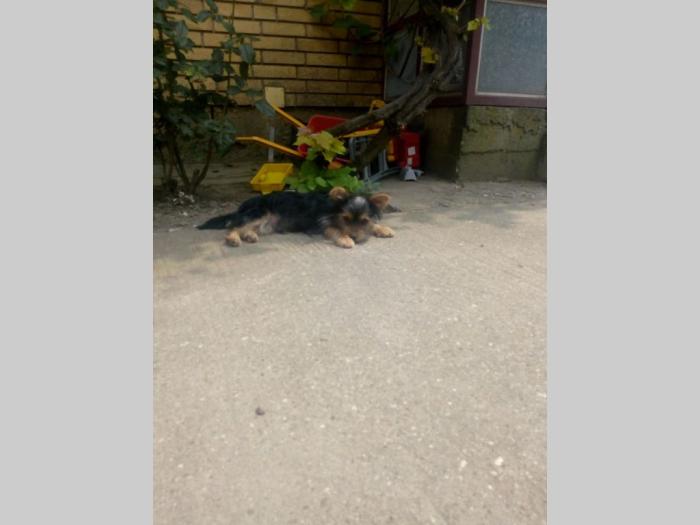 muško štene jorkširskog terijera besplatni mali oglasi