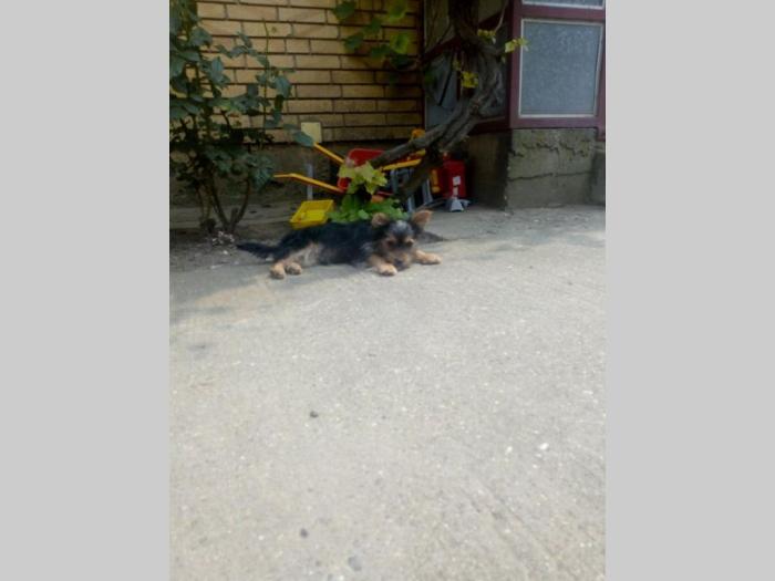 muško štene jorkširskog terijera besplatni mali oglasi