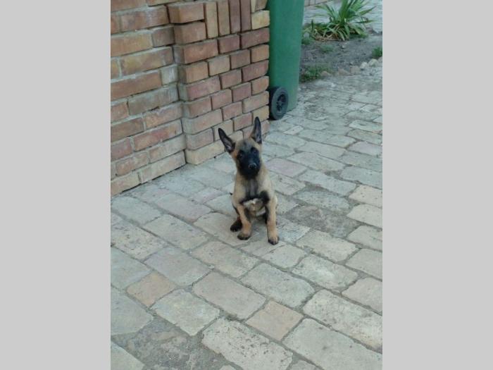 malinoa muško i žensko štene besplatni mali oglasi
