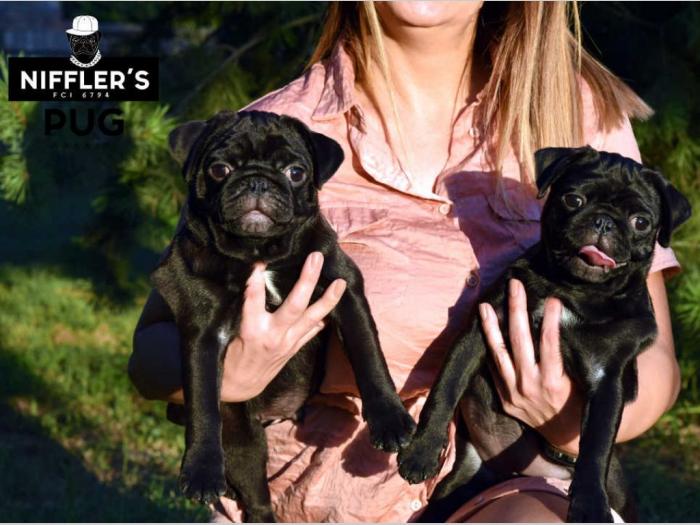 mops odlična crna štenad besplatni mali oglasi