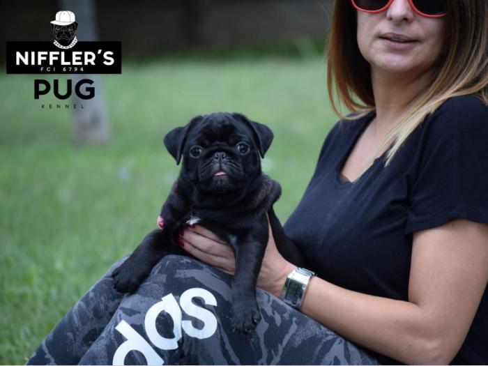 mops odlična crna štenad besplatni mali oglasi