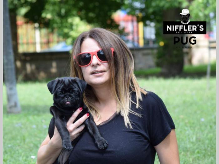 mops odlična crna štenad besplatni mali oglasi