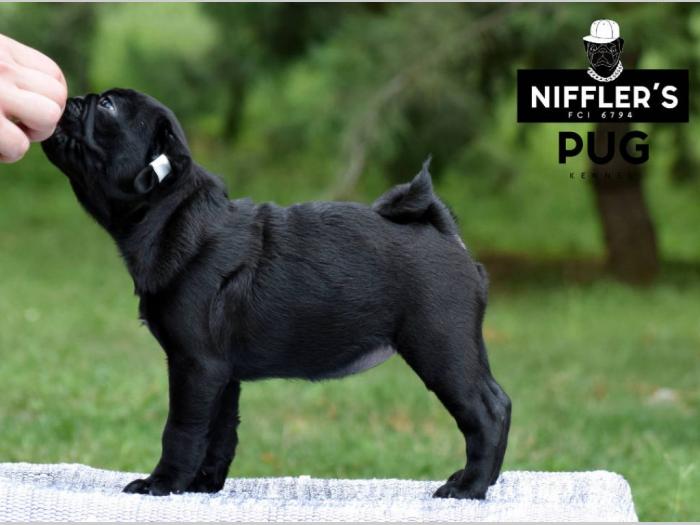 mops odlična crna štenad besplatni mali oglasi