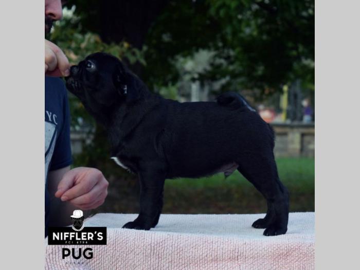 mops odlična crna štenad besplatni mali oglasi