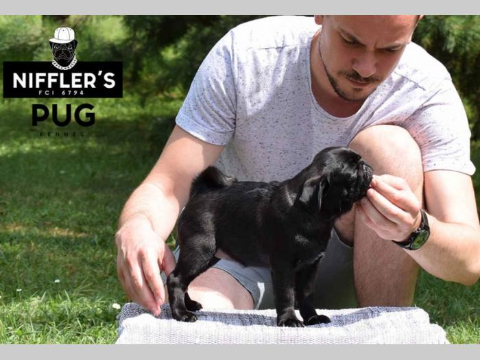 mops odlična crna štenad besplatni mali oglasi