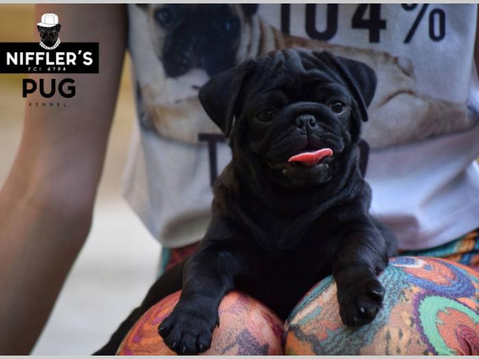 mops odlična crna štenad besplatni mali oglasi