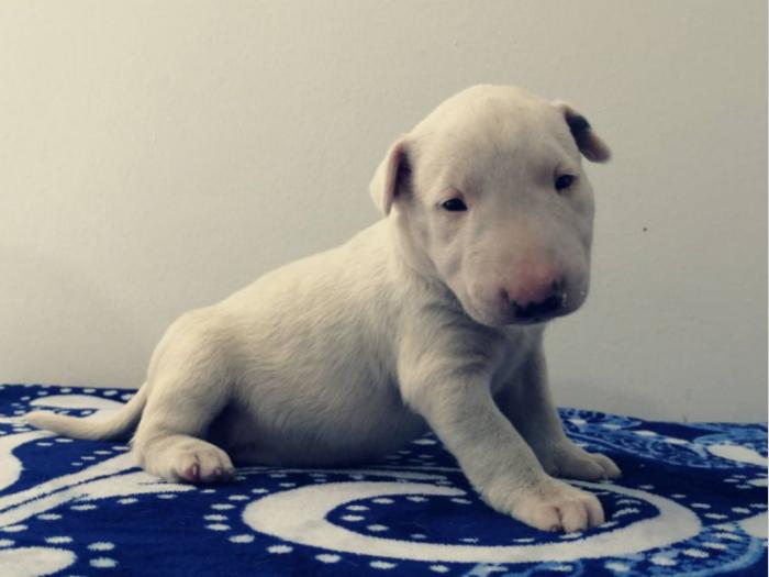 štend bull terijera rezervacija štenaca besplatni mali oglasi