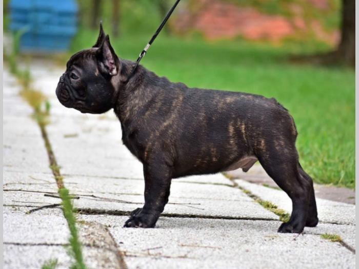 francuski buldog vrhunski štenci besplatni mali oglasi