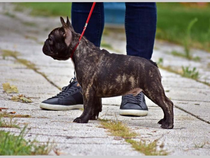 francuski buldog vrhunski štenci besplatni mali oglasi