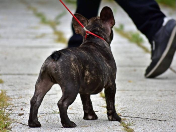 francuski buldog vrhunski štenci besplatni mali oglasi