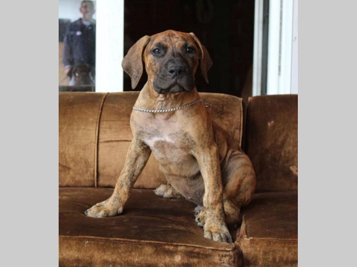 štenci presa canario na prodaju besplatni mali oglasi