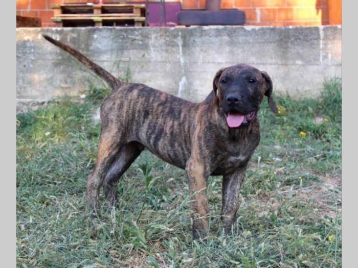 štenci presa canario na prodaju besplatni mali oglasi