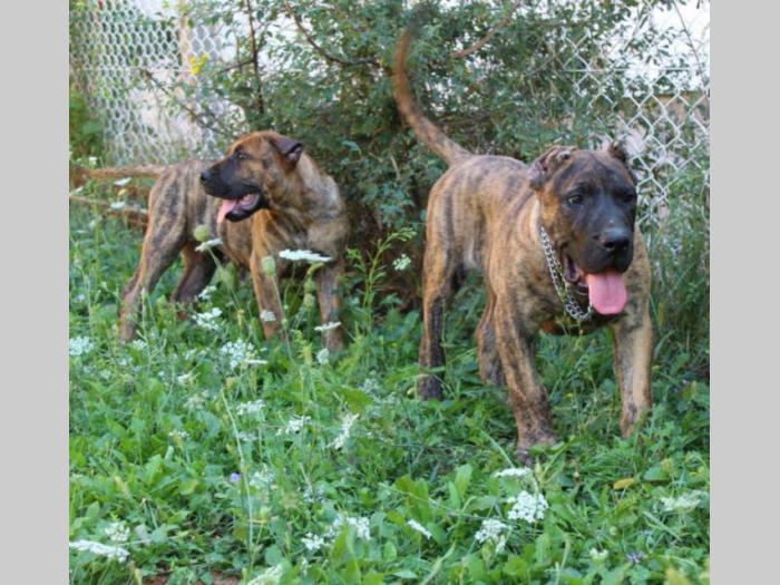 štenci presa canario na prodaju besplatni mali oglasi