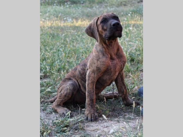 štenci presa canario na prodaju besplatni mali oglasi
