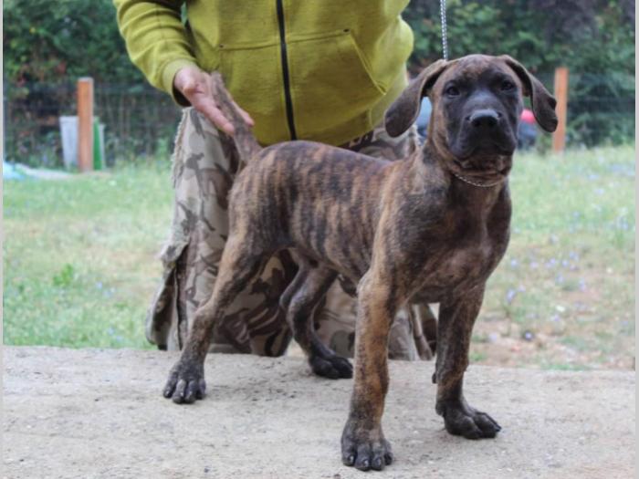 štenci presa canario na prodaju besplatni mali oglasi