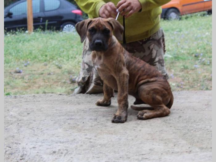 štenci presa canario na prodaju besplatni mali oglasi