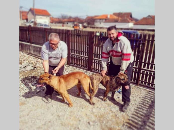 štenci presa canario na prodaju besplatni mali oglasi