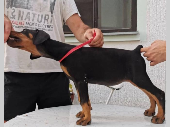 štenci dobermana vrhunskog porekla besplatni mali oglasi