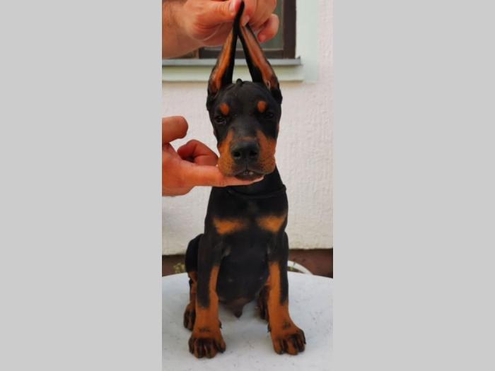 štenci dobermana vrhunskog porekla besplatni mali oglasi