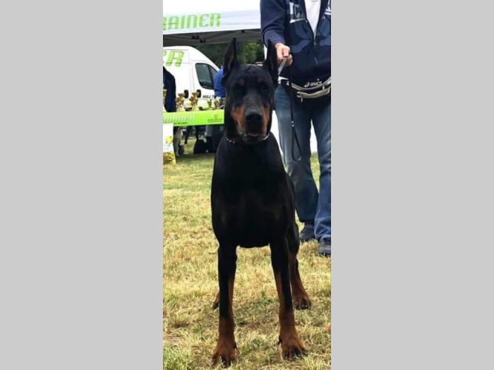 štenci dobermana vrhunskog porekla besplatni mali oglasi