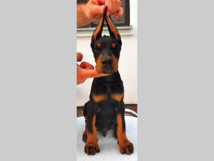 štenci dobermana vrhunskog porekla besplatni mali oglasi