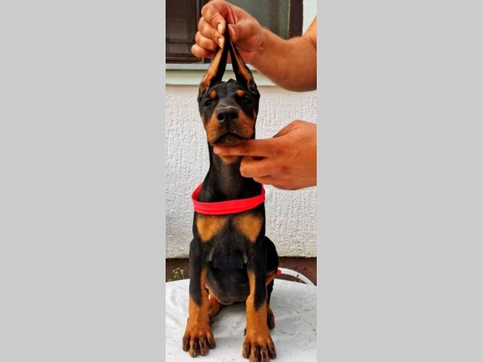 štenci dobermana vrhunskog porekla besplatni mali oglasi