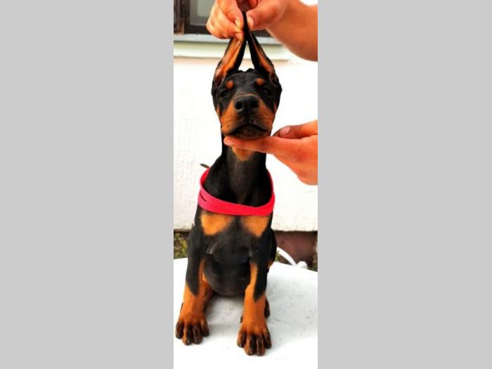 štenci dobermana vrhunskog porekla besplatni mali oglasi