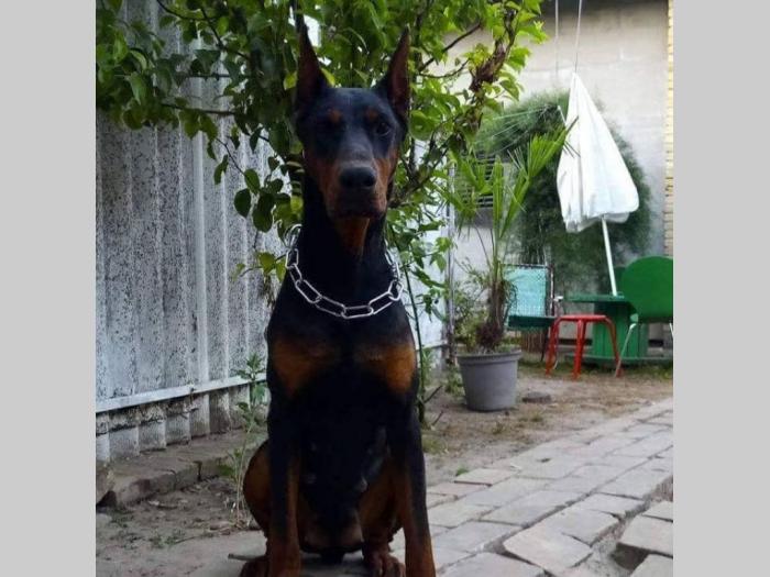 štenci dobermana vrhunskog porekla besplatni mali oglasi