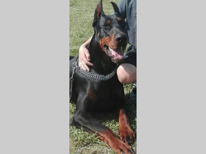 štenci dobermana vrhunskog porekla besplatni mali oglasi