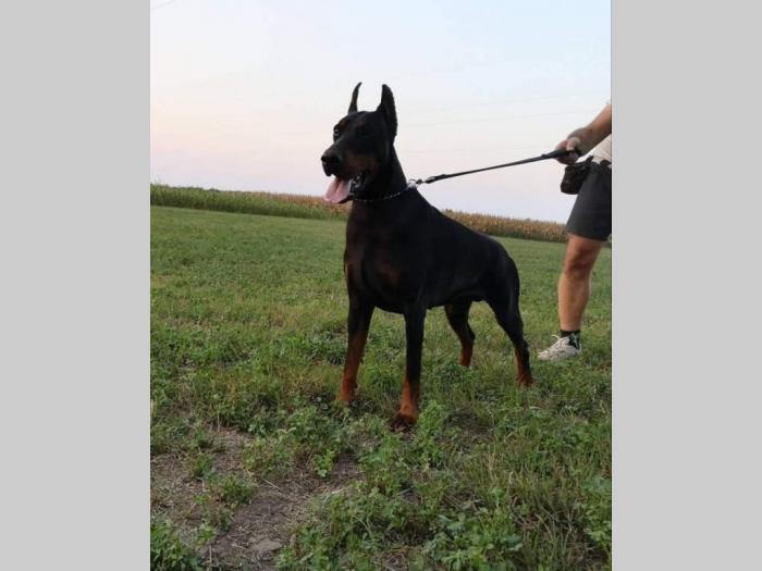 štenci dobermana vrhunskog porekla besplatni mali oglasi