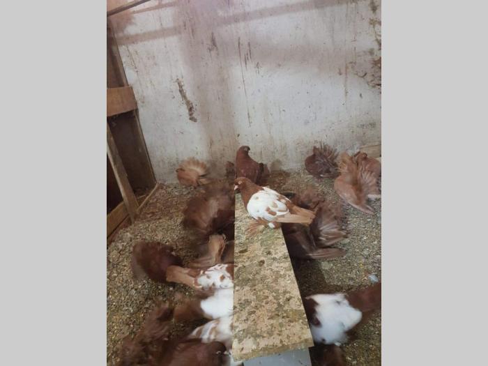 golubovi nemački dobošari u svim bojama besplatni mali oglasi