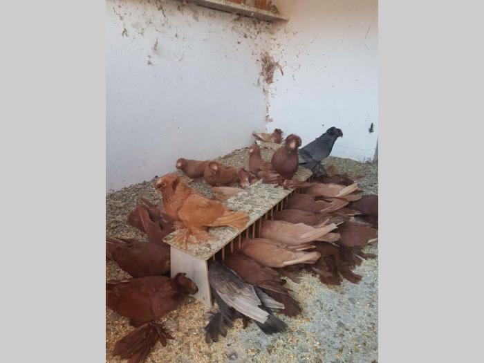 golubovi nemački dobošari u svim bojama besplatni mali oglasi