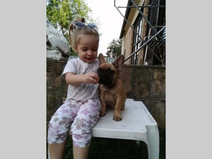 francuski buldog prvoklasni štenci besplatni mali oglasi