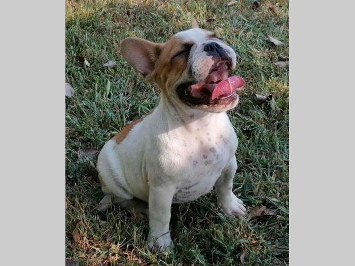 francuski buldog prvoklasni štenci besplatni mali oglasi