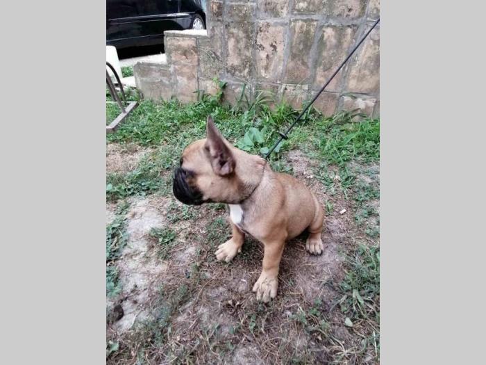 francuski buldog prvoklasni štenci besplatni mali oglasi