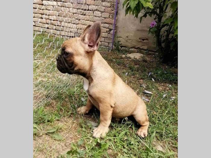 francuski buldog prvoklasni štenci besplatni mali oglasi