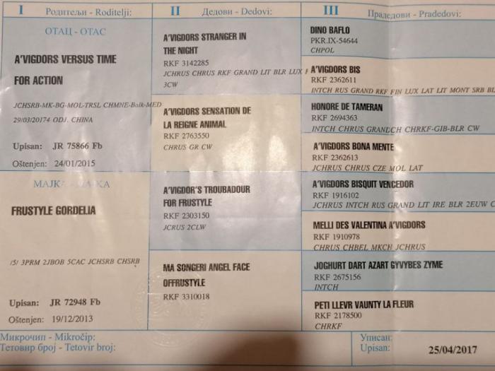 francuski buldog prvoklasni štenci besplatni mali oglasi
