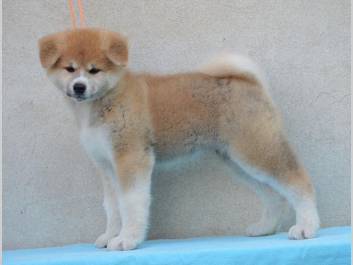 japanska akita štenci besplatni mali oglasi