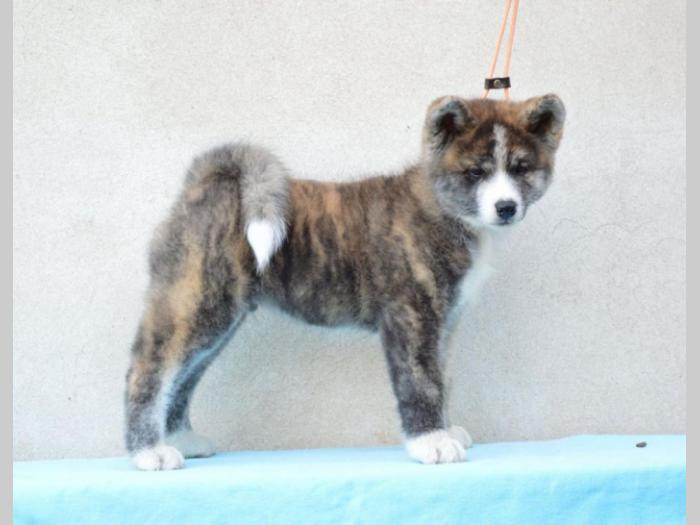 japanska akita štenci besplatni mali oglasi