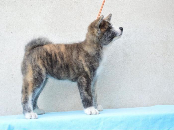 japanska akita štenci besplatni mali oglasi