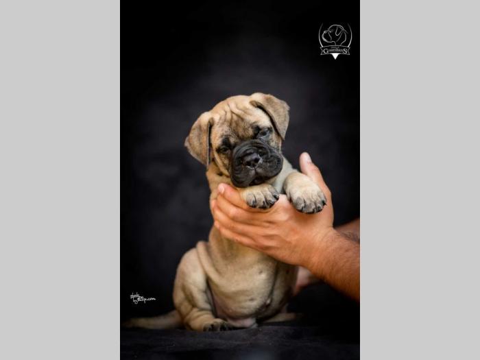 odgajivačnica bullmastiff a home of guardians  besplatni mali oglasi