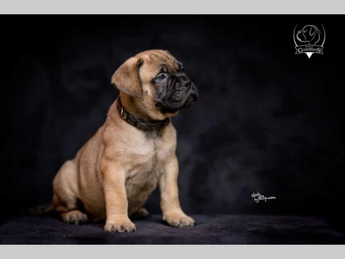 odgajivačnica bullmastiff a home of guardians  besplatni mali oglasi