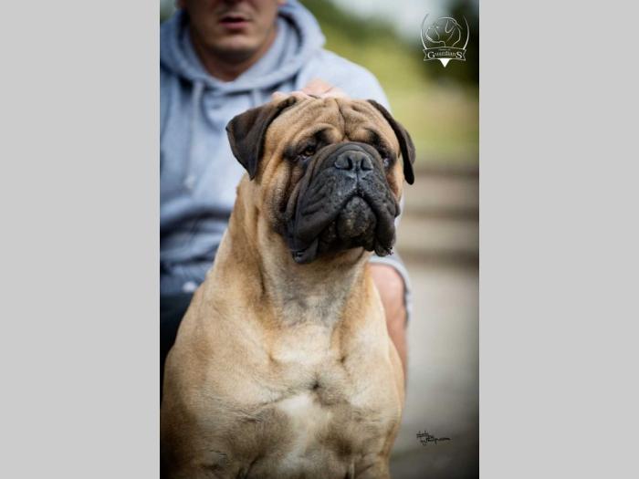 odgajivačnica bullmastiff a home of guardians  besplatni mali oglasi