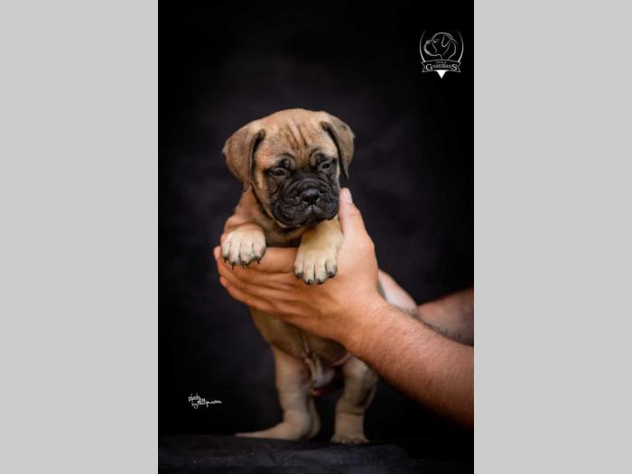 odgajivačnica bullmastiff a home of guardians  besplatni mali oglasi