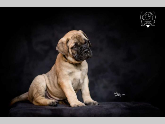 odgajivačnica bullmastiff a home of guardians  besplatni mali oglasi